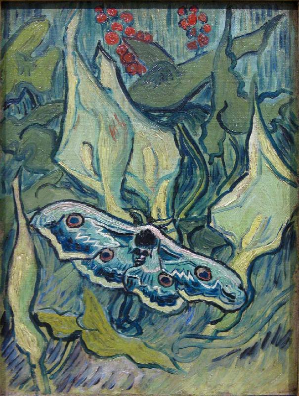 Vincent Van Gogh Butterflies France oil painting art